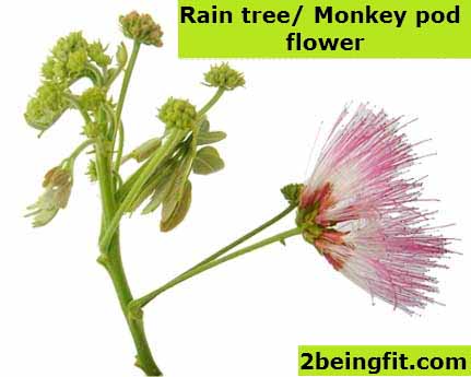 Acacia_monkeypod-Flower.jpg