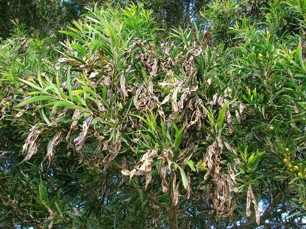 acacia Formosa_Koa_Tree_and_Pods.jpg