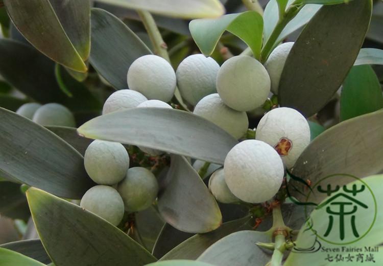 Podocarpus_Nagi_Seeds_Evergreen_Tree_Nageia_Nagi_Seeds_Asian_Bayberry_Zhu_Bai.jpg