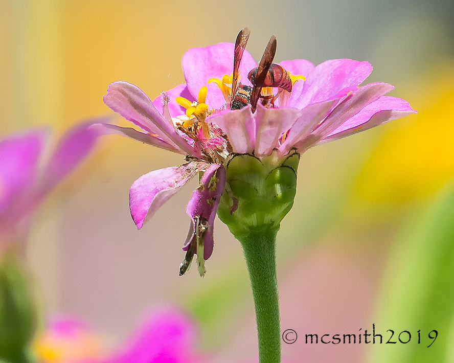 Braconid wasp