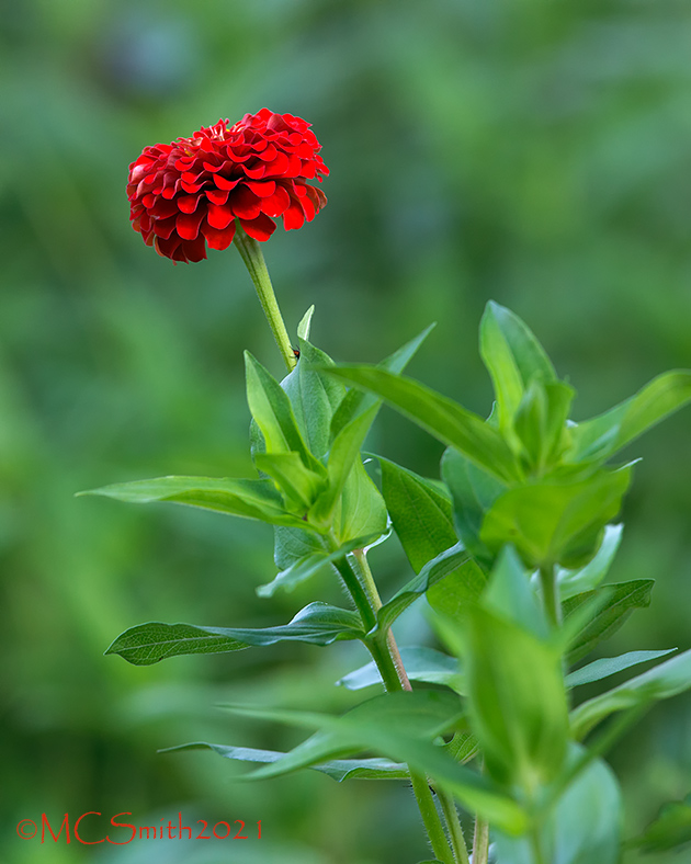 Double Bloom Zinnia Flower