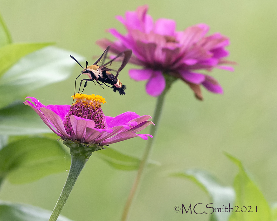 Hemaris diffinis, Snowberry Clearwing