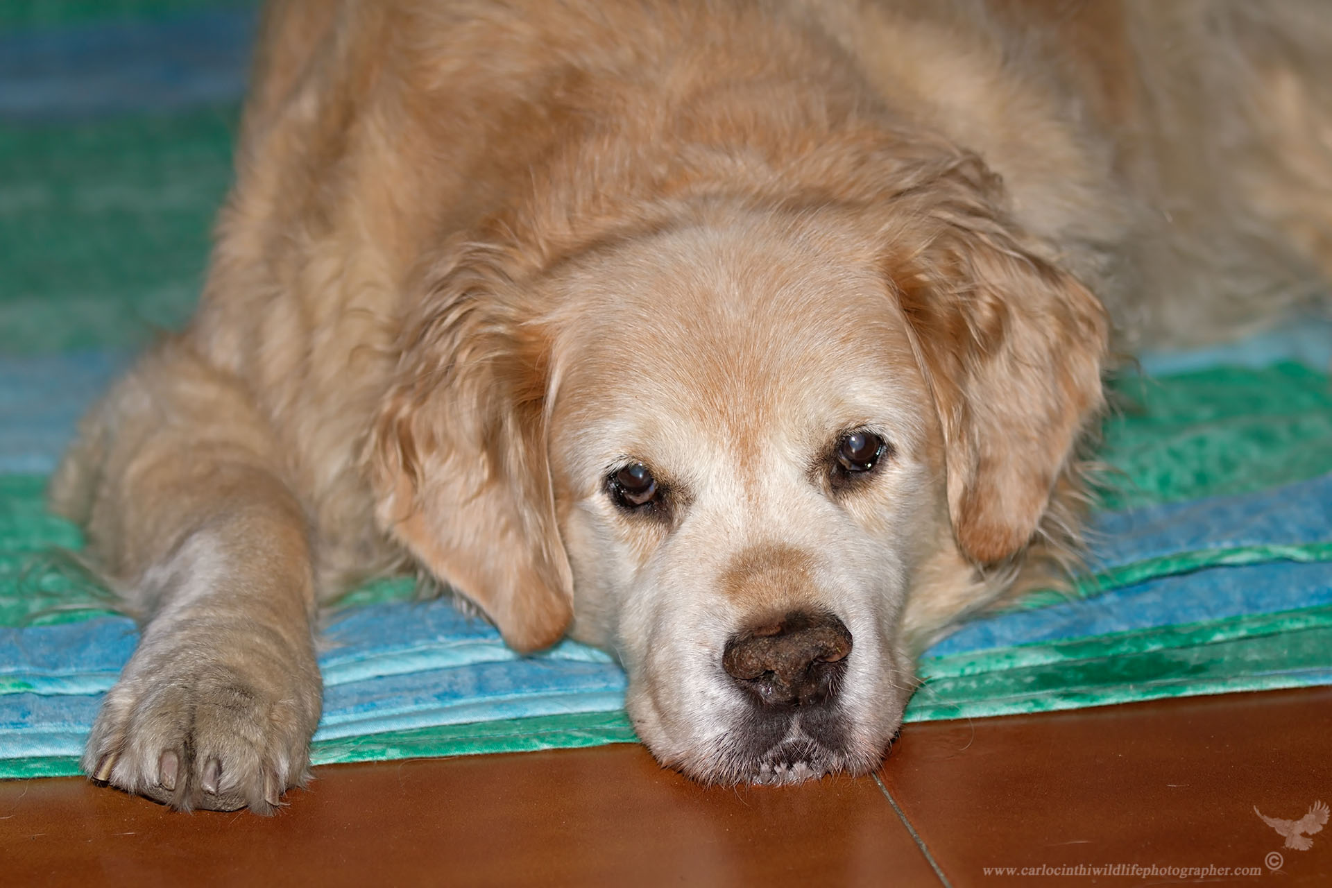 Maggie