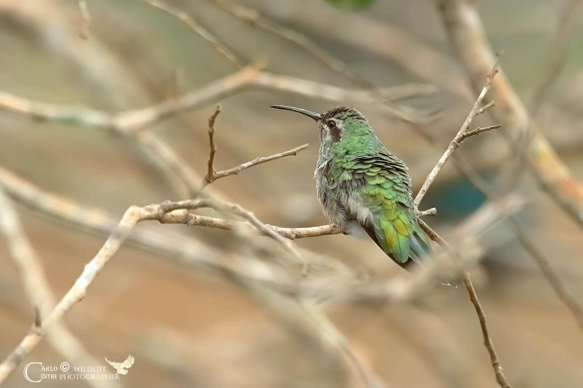 Sciabolatore pettogrigio (Grey-breasted sabrewing)