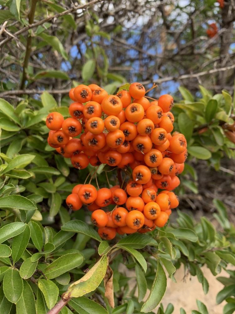 Piracanta (Pyracantha coccinea)