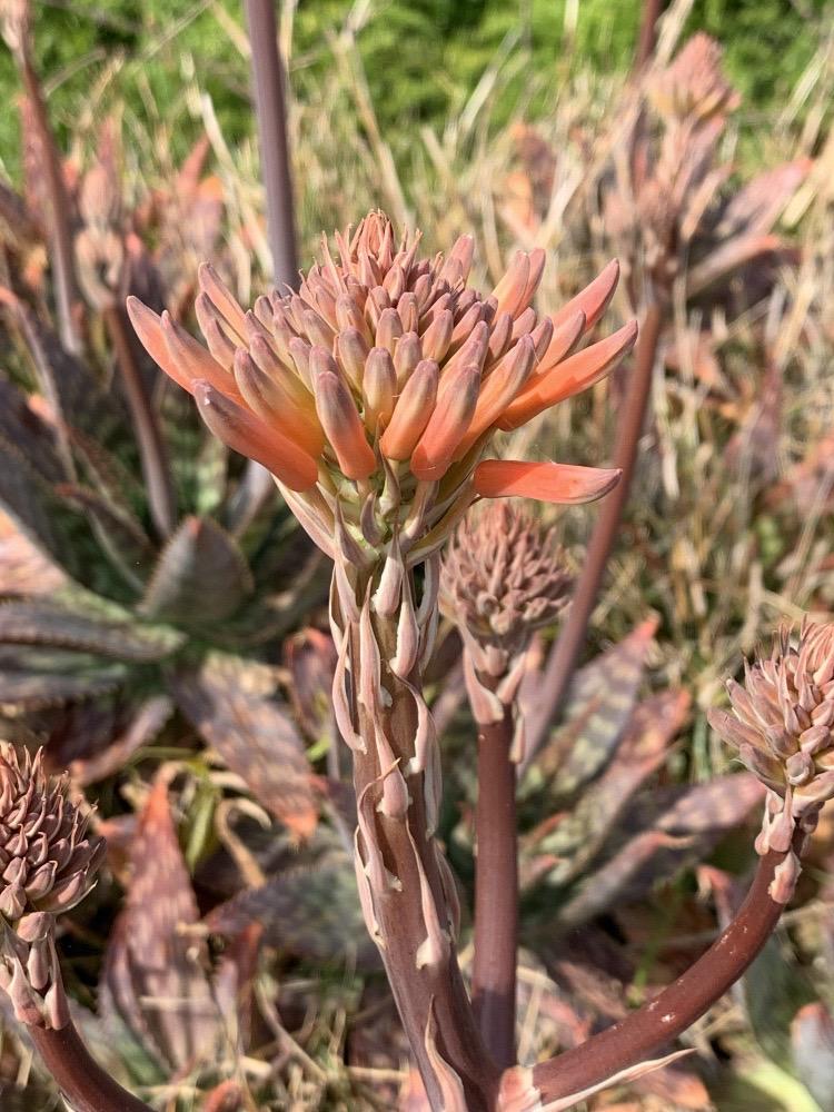 Pita real (Aloe maculata)
