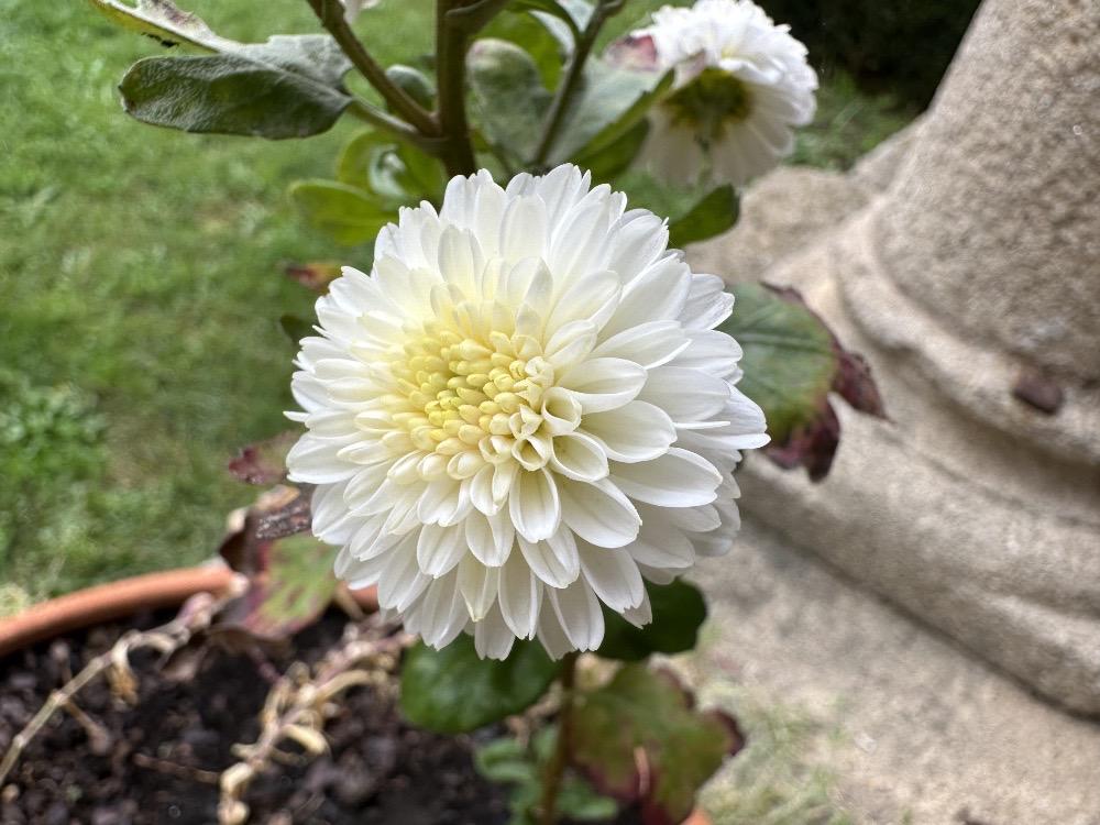 Dahlia