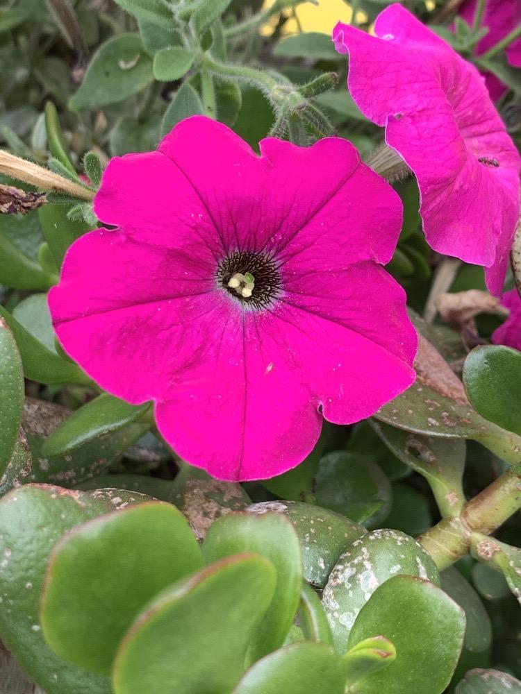 Petunia (Petunia atkinsiana)