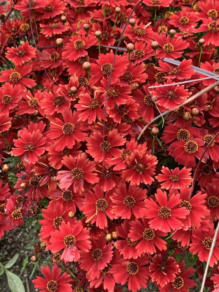 Coreopsis Tinctoria Coreopsis RED Dwarf