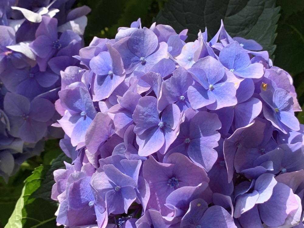 Hydrangea macrophylla
