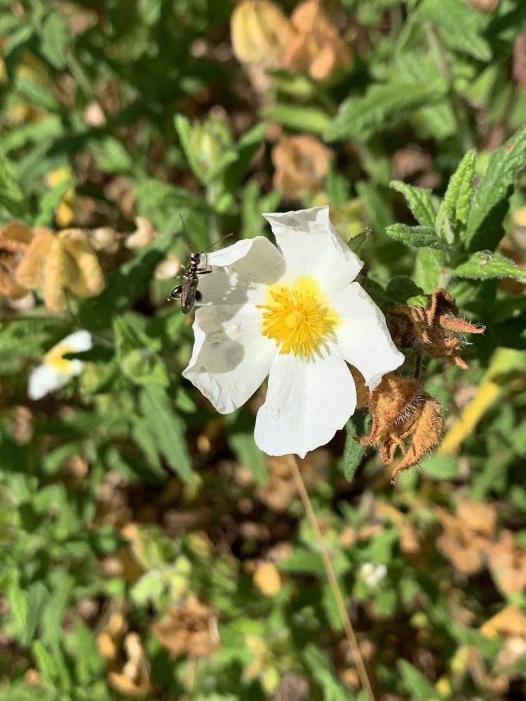 Cistus salviifolius
