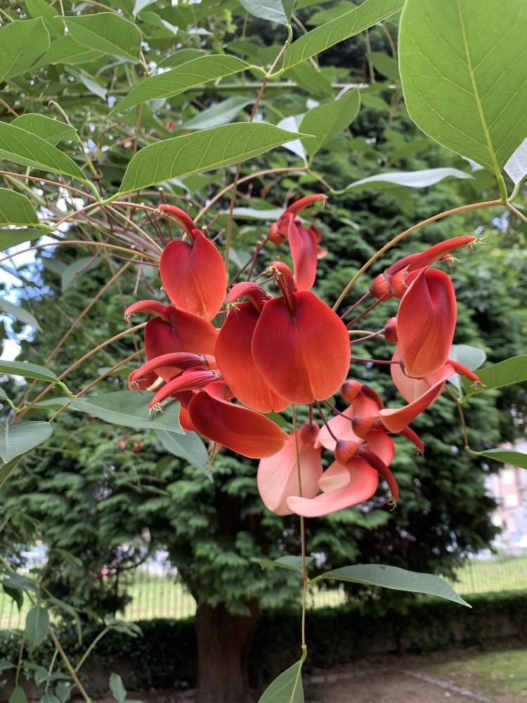 Erythrina crista-galli