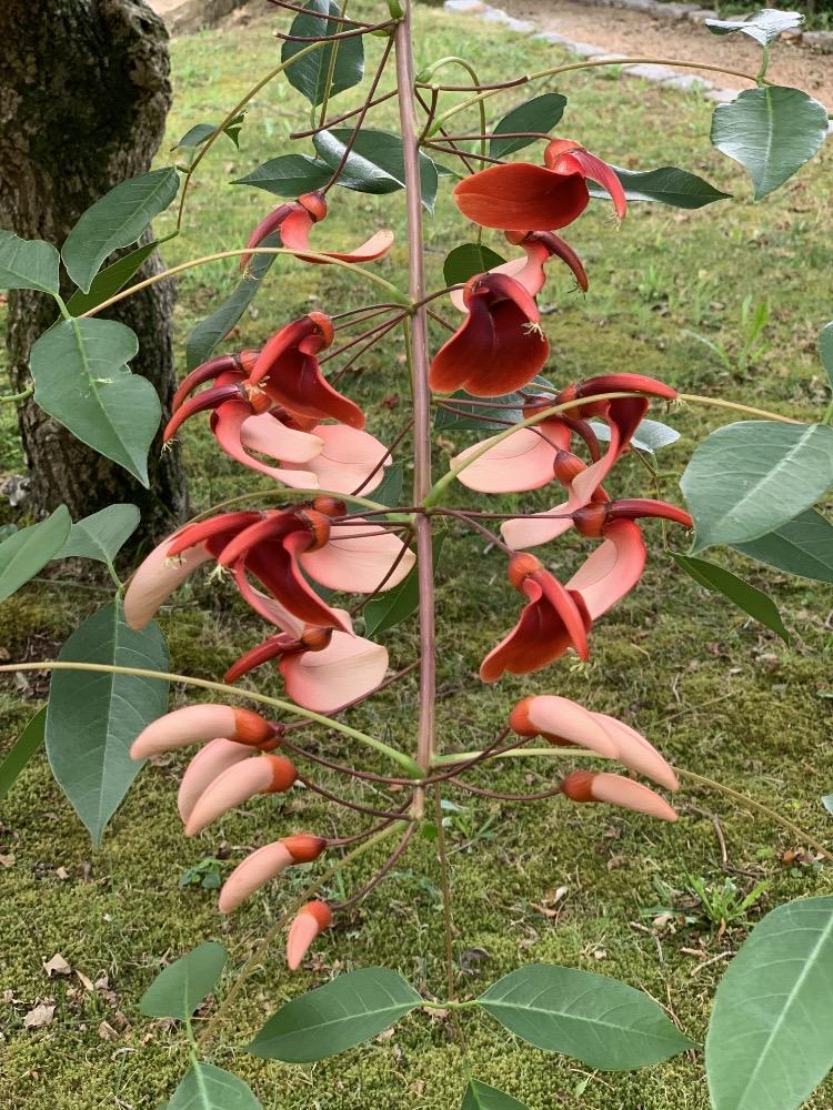 Erythrina crista-galli