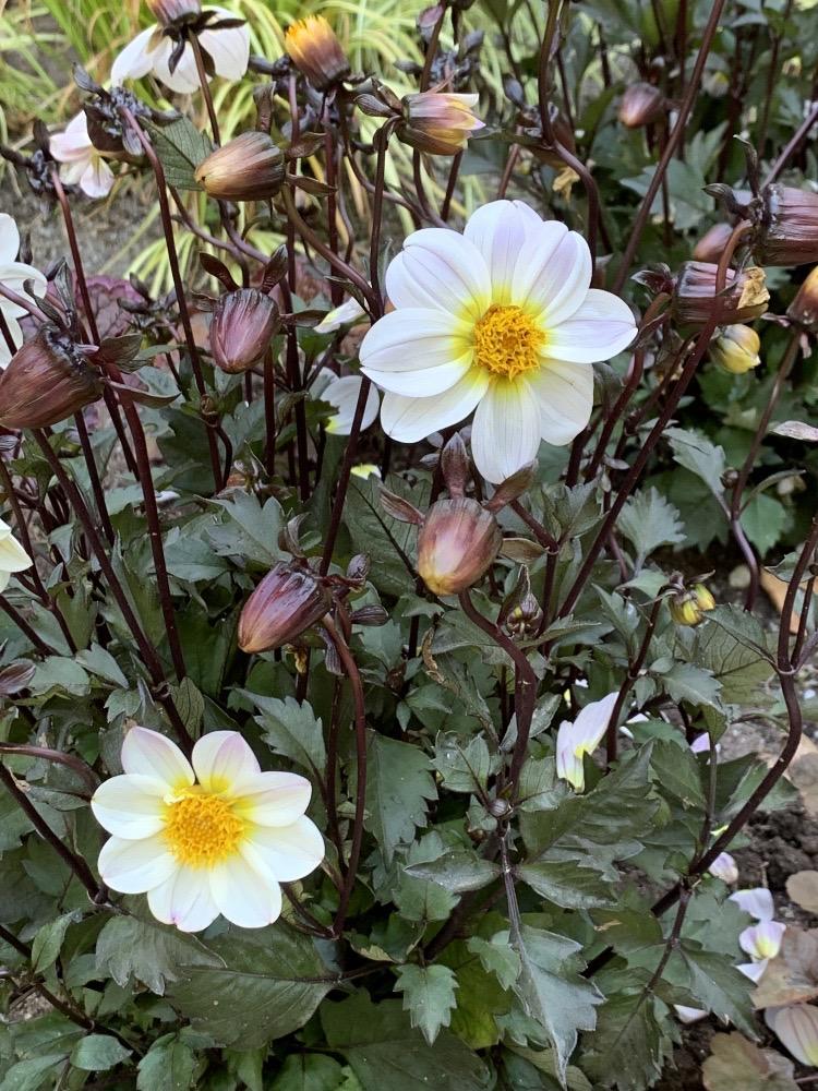Dahlia pinnata