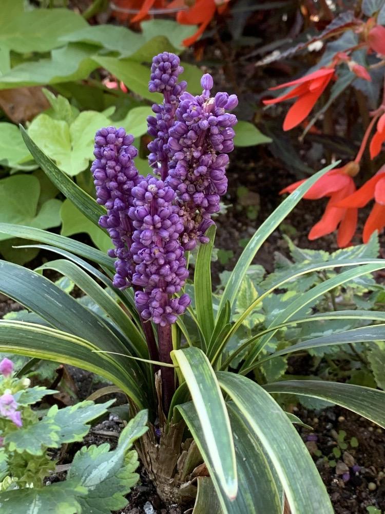 Liriope muscari