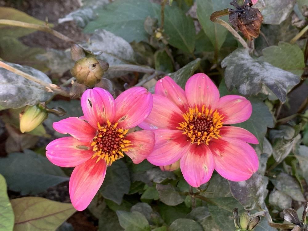 Dahlia Dahlegria Tricolore