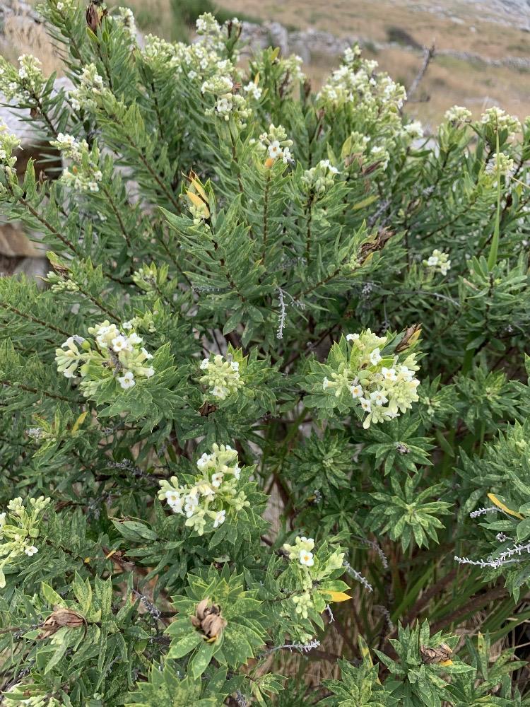 Daphne gnidium
