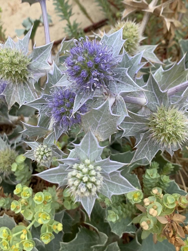 Eryngium maritimum