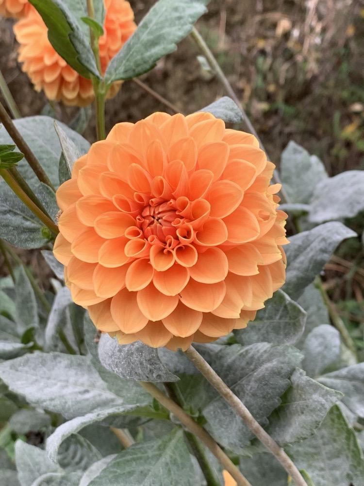 Dahlia
