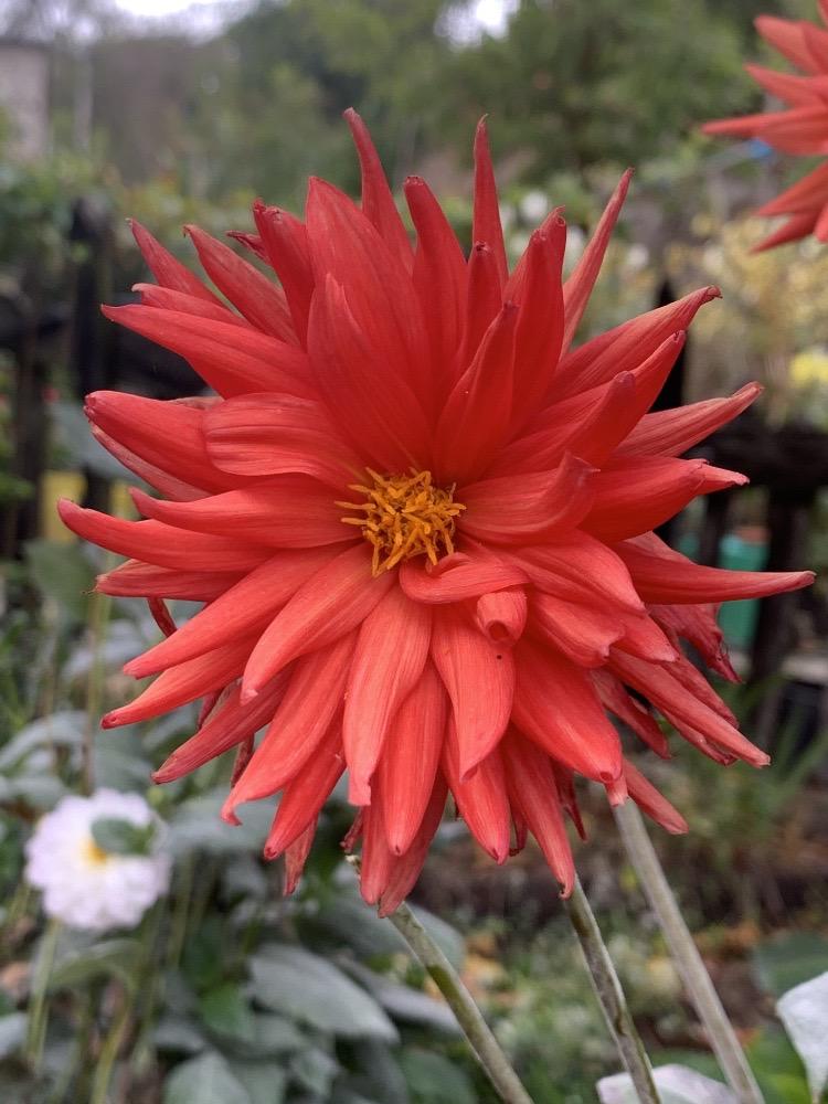 Dahlia