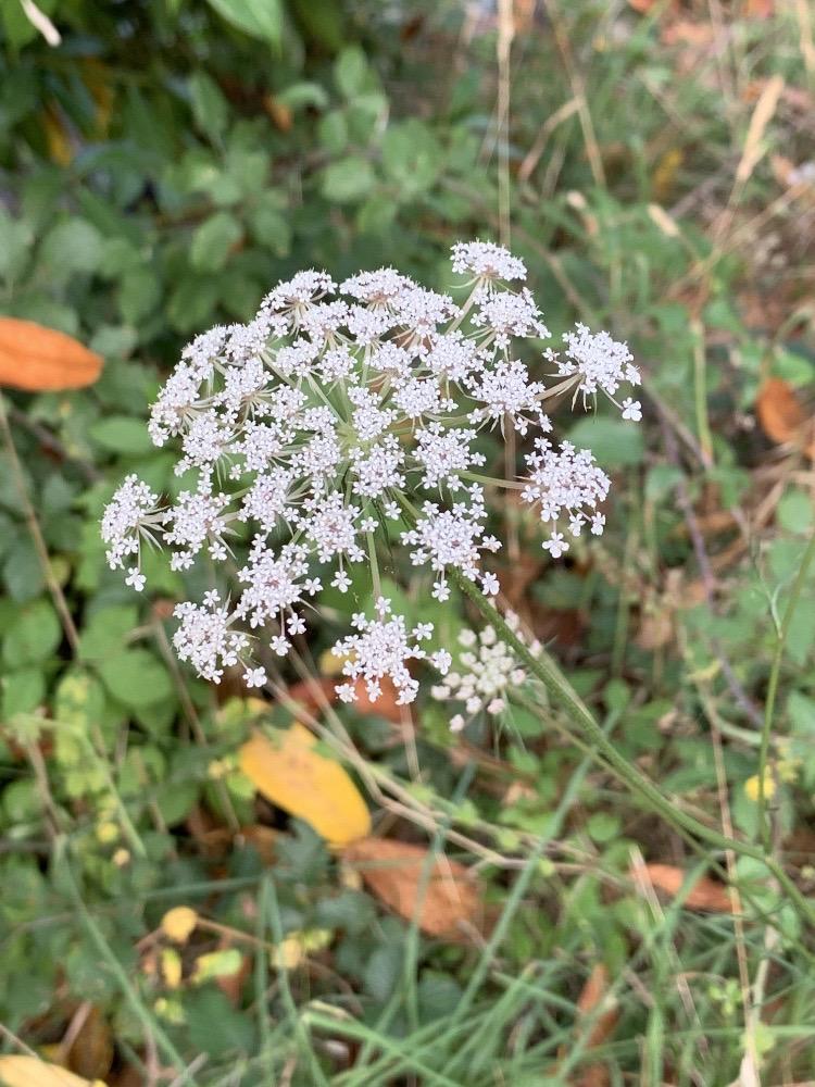 Zanahoria silvestre (Daucus carota)