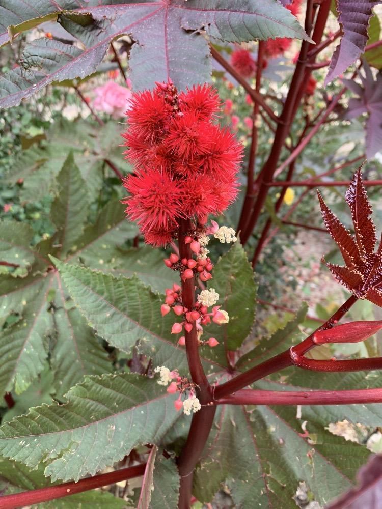 Ricino (Ricinus communis)