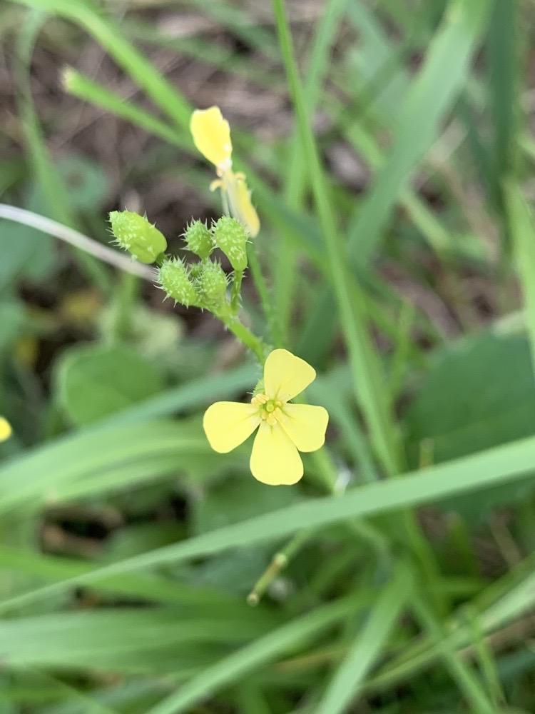 Diplotaxis muralis