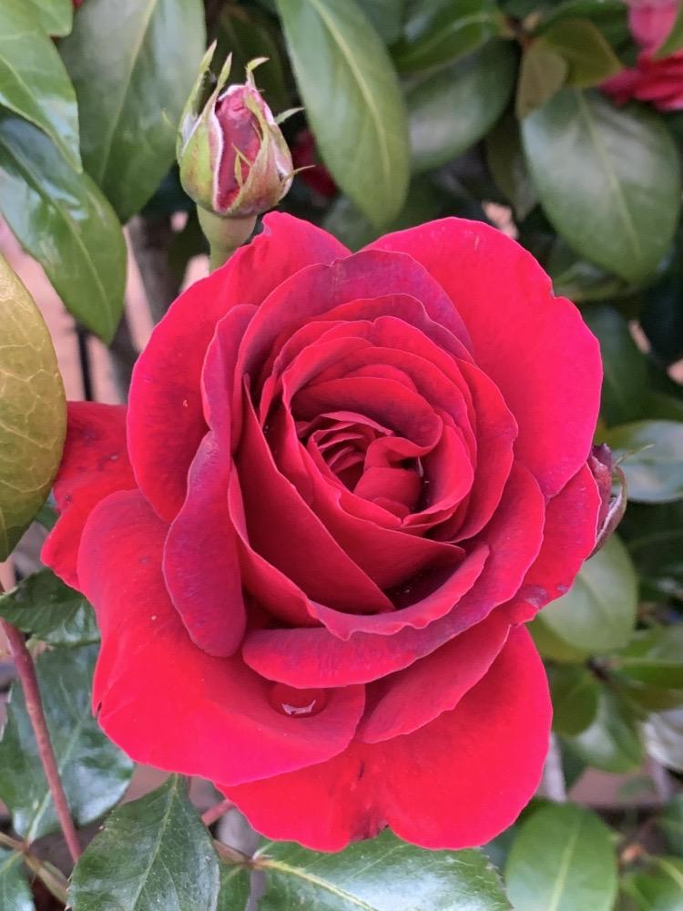 Rosa sp.