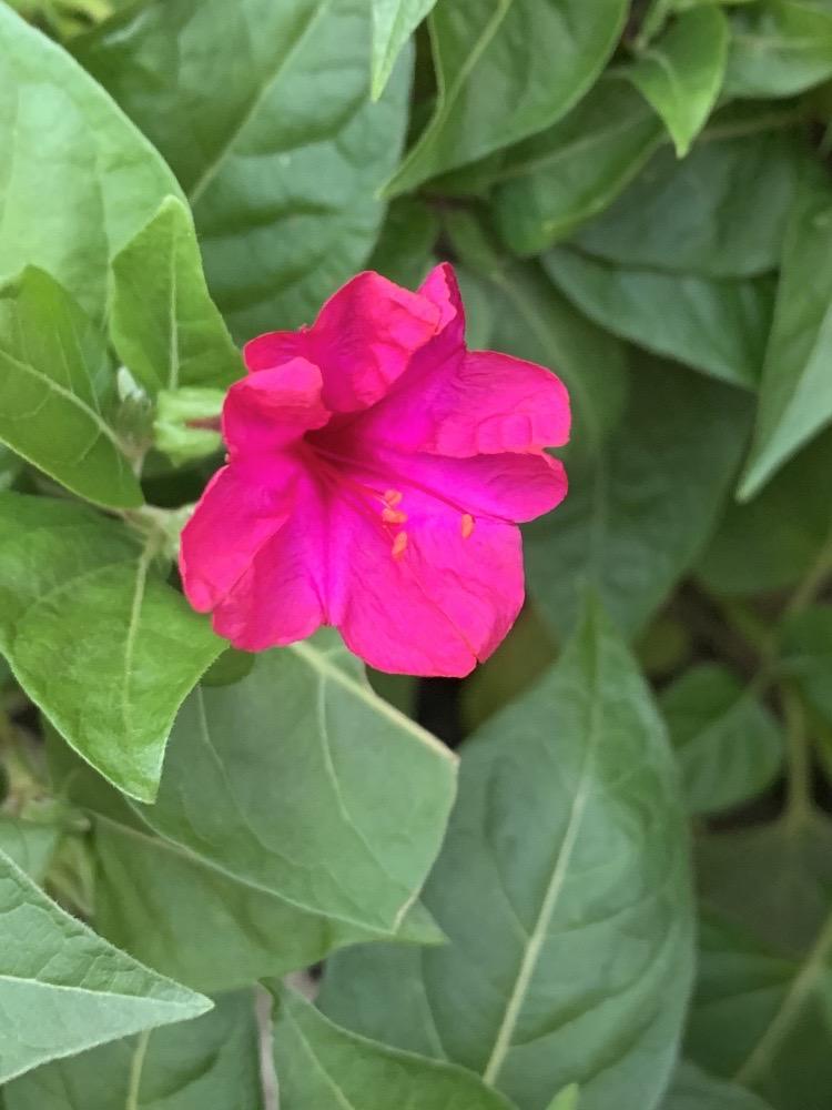 Mirabilis jalapa