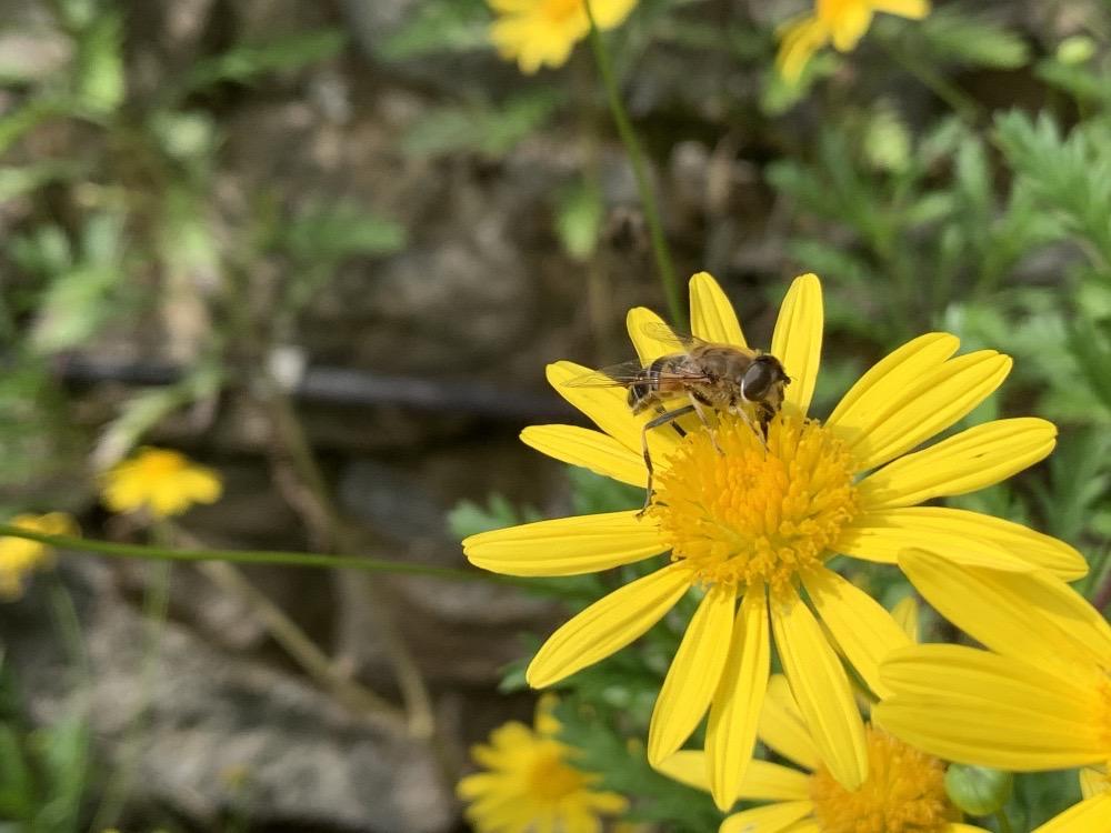 Euryops pectinatus