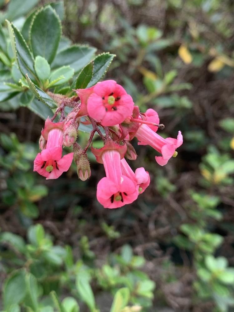 Escallonia rubra