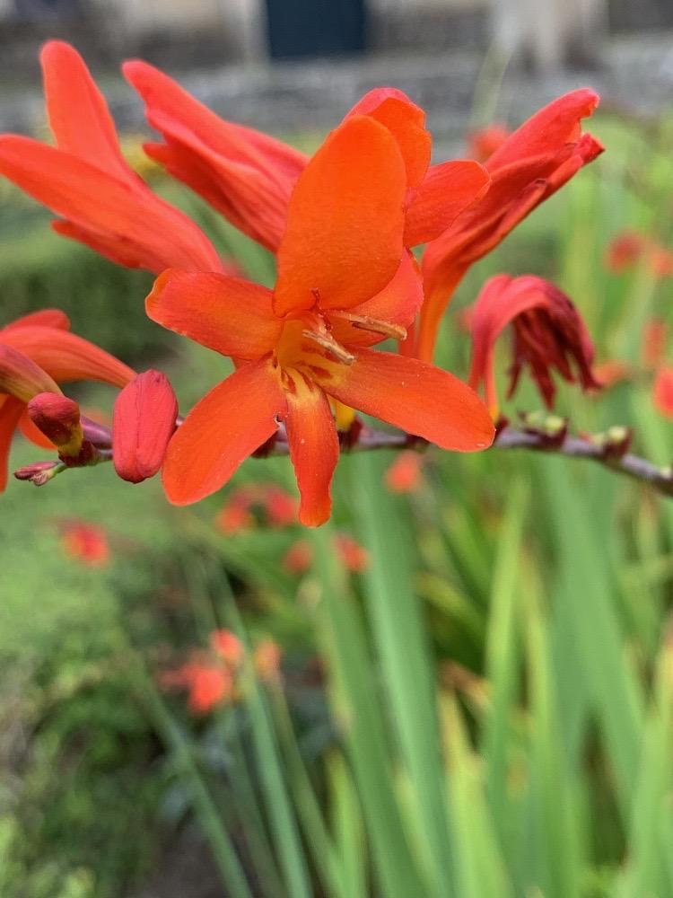 Crocosmia  crocosmiiflora