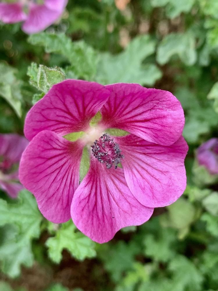 Malva arbrea (Malva arborea)