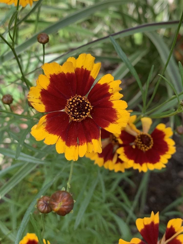 Coreopsis tinctoria