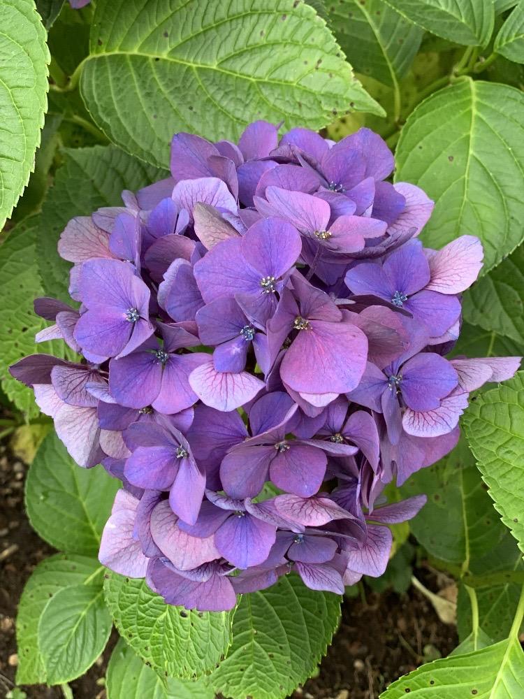 Hydrangea macrophylla