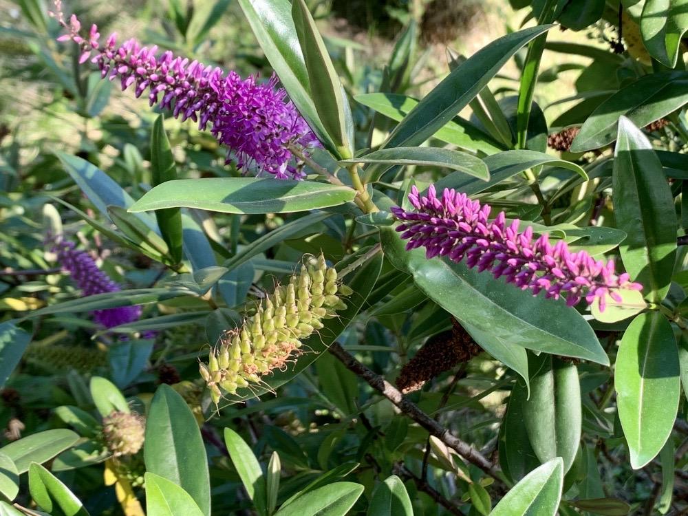 Hebe salicifolia