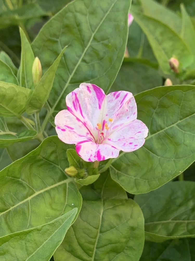 Mirabilis jalapa