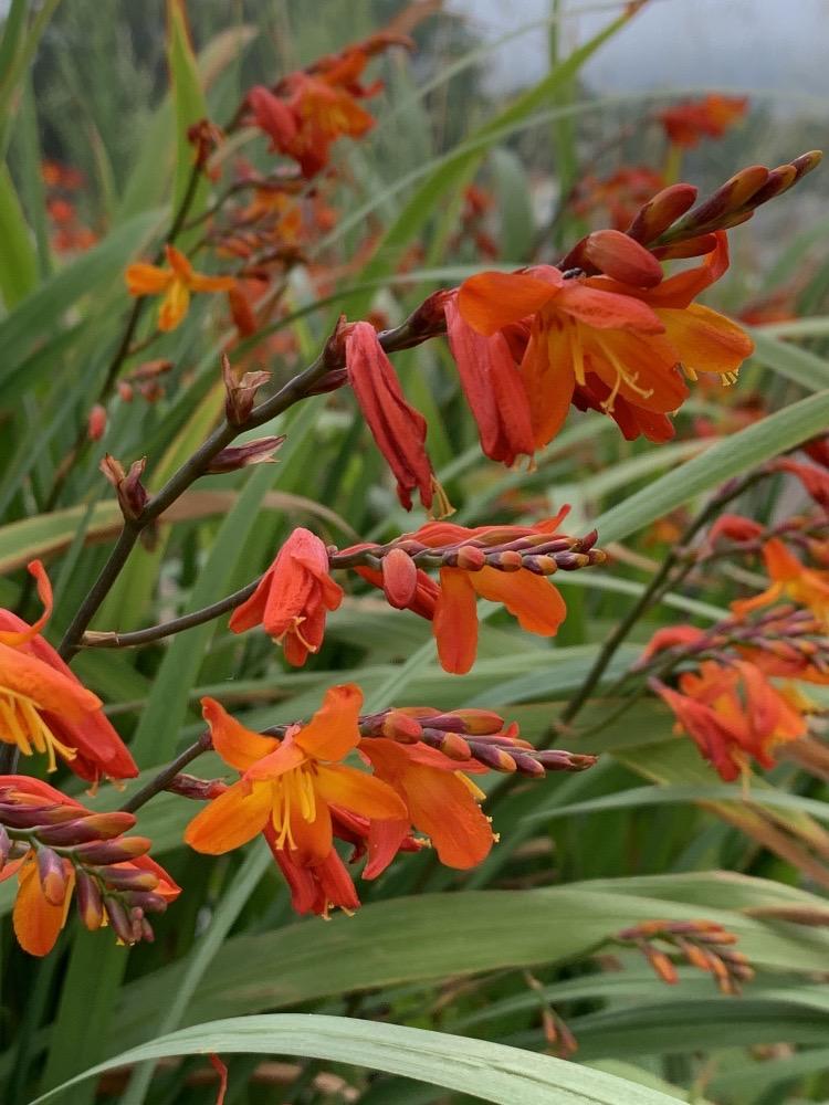 Crocosmia  crocosmiiflora