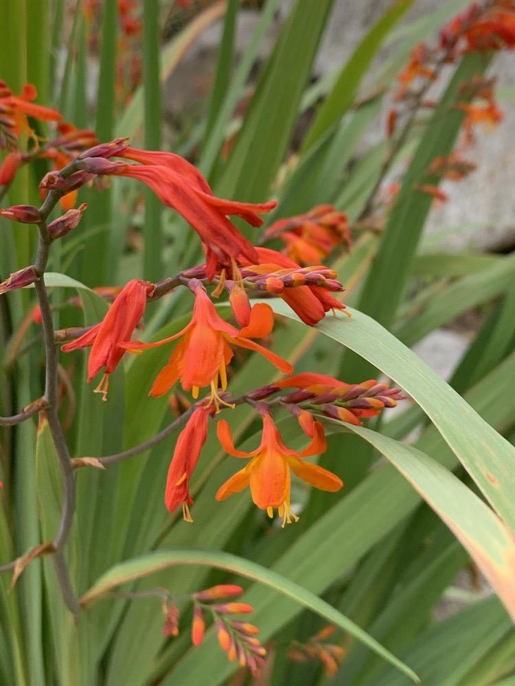Crocosmia  crocosmiiflora