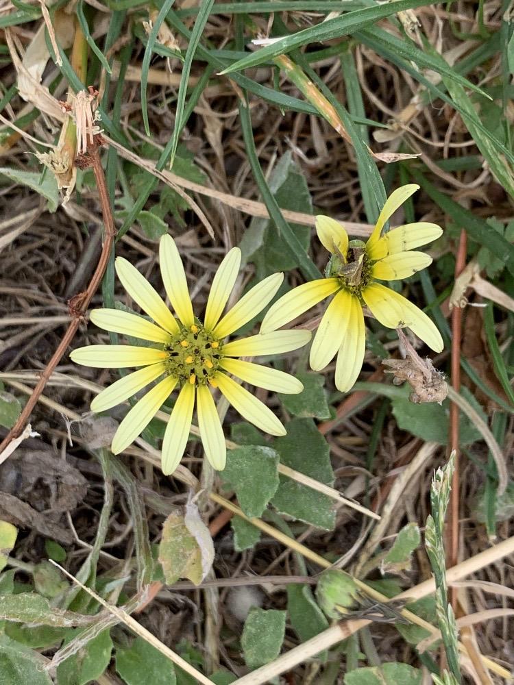 Margarita africana (Arctotheca calendula)
