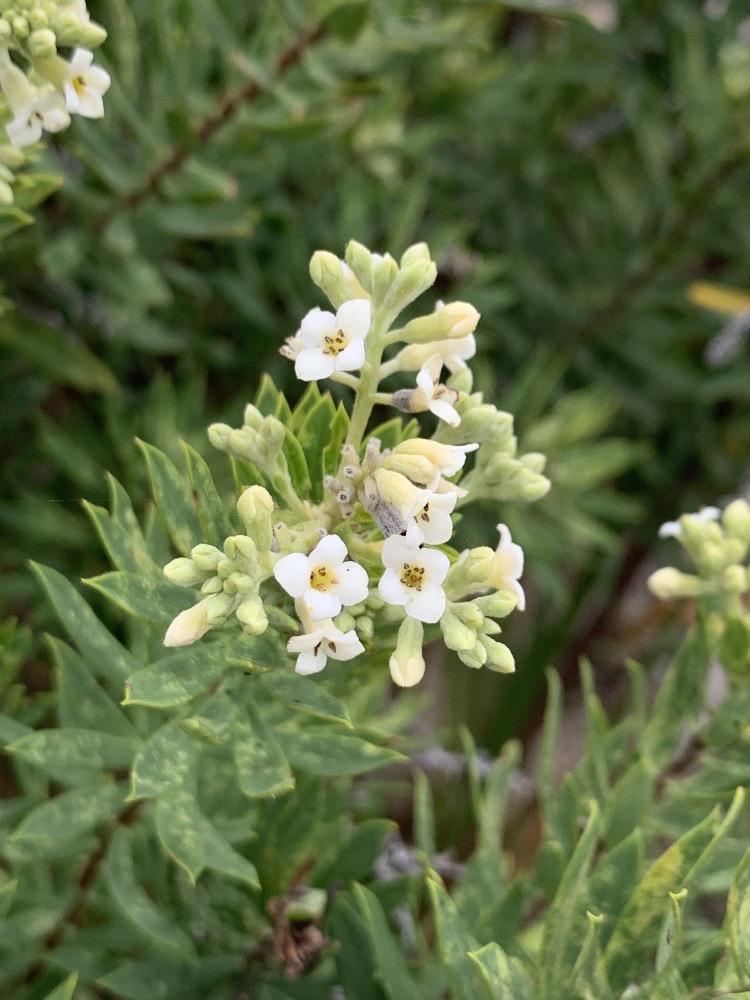 Daphne gnidium