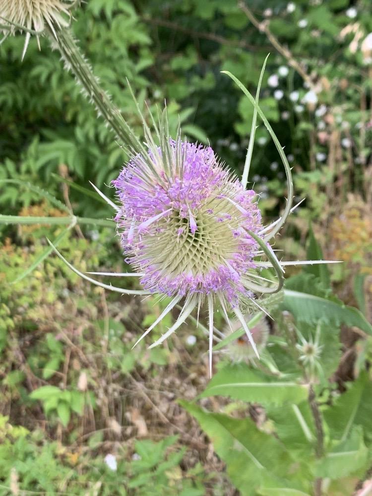 Dipsacus fullonum