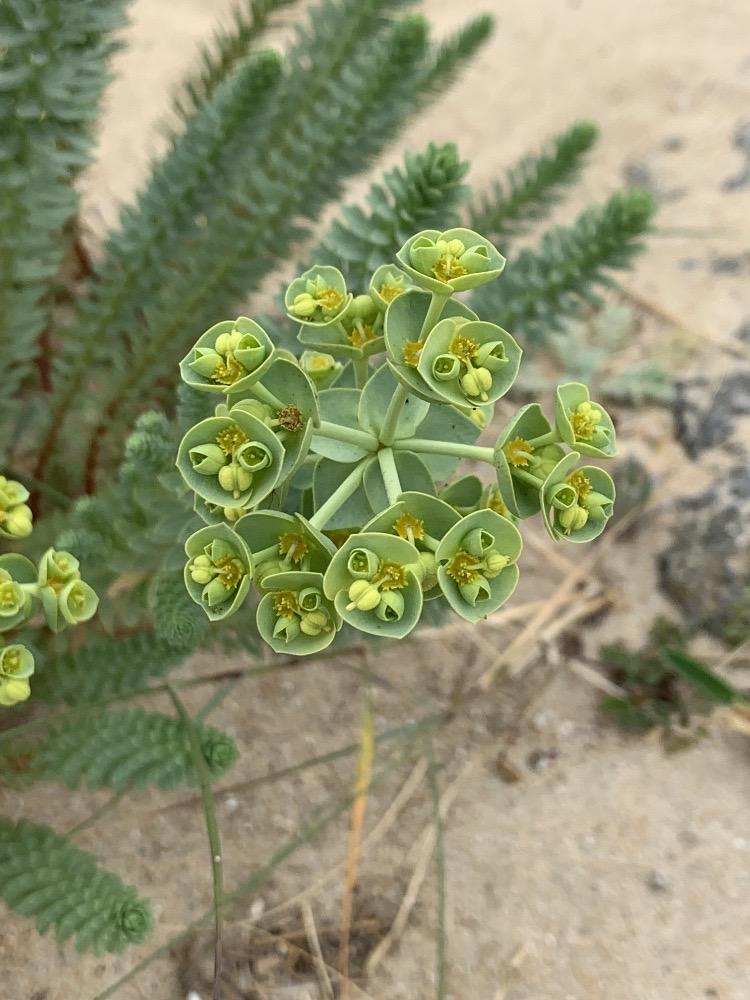 Euphorbia paralias