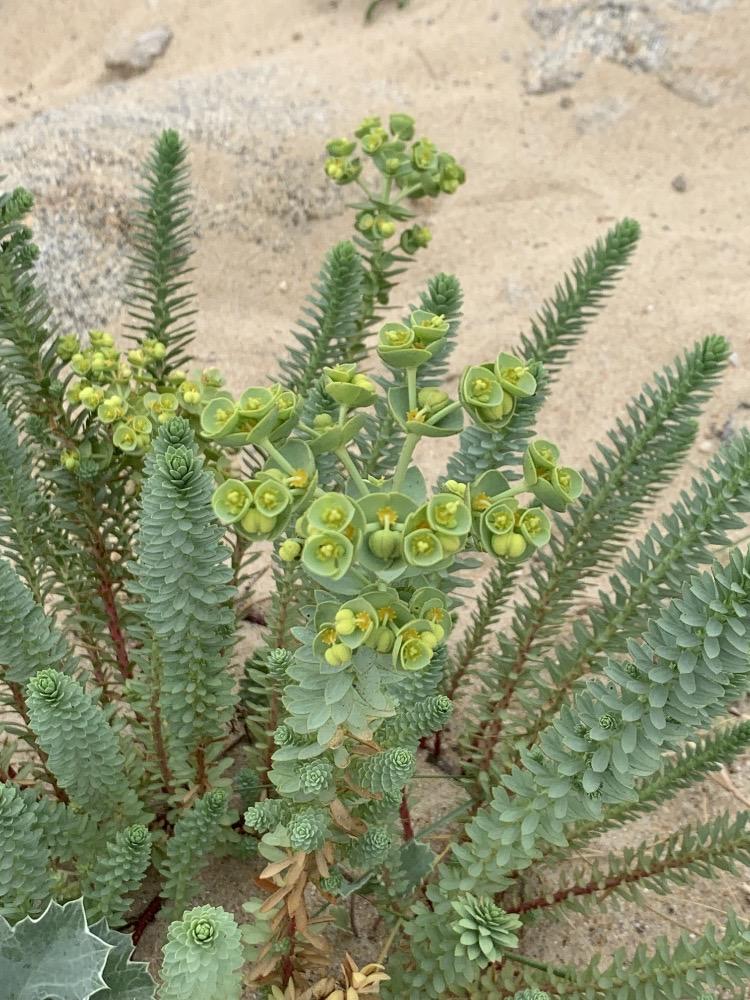 Euphorbia paralias