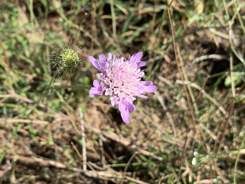 Escabiosa menor (Scabiosa columbaria)