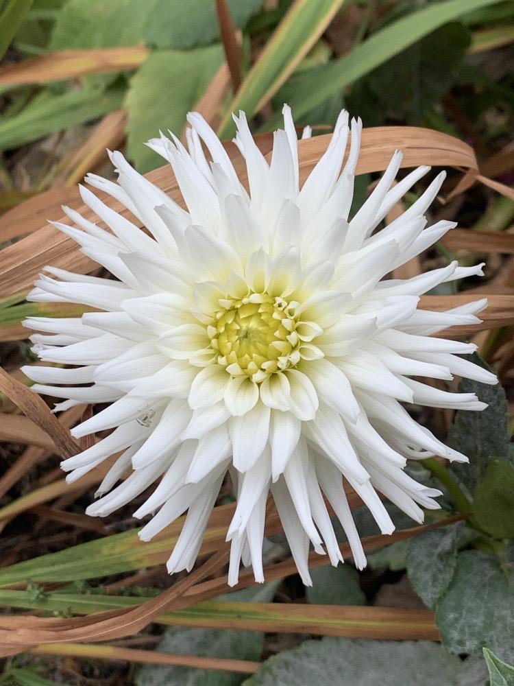Dahlia