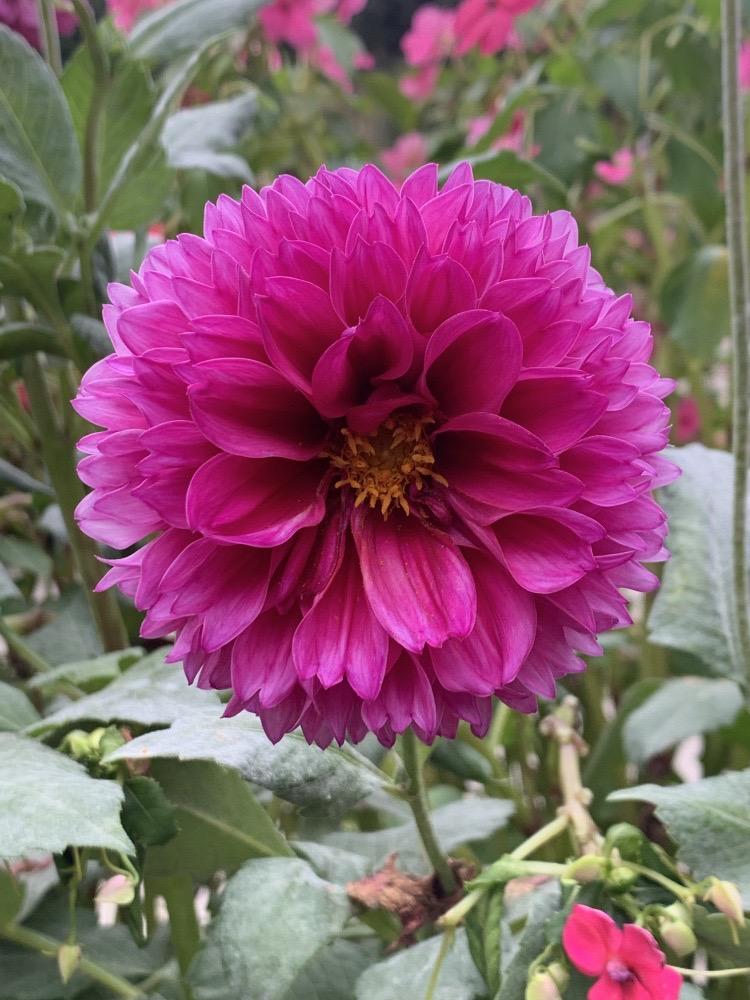 Dahlia