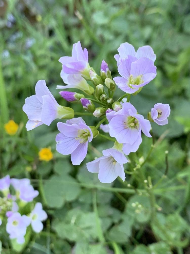 Cardamine pratensis