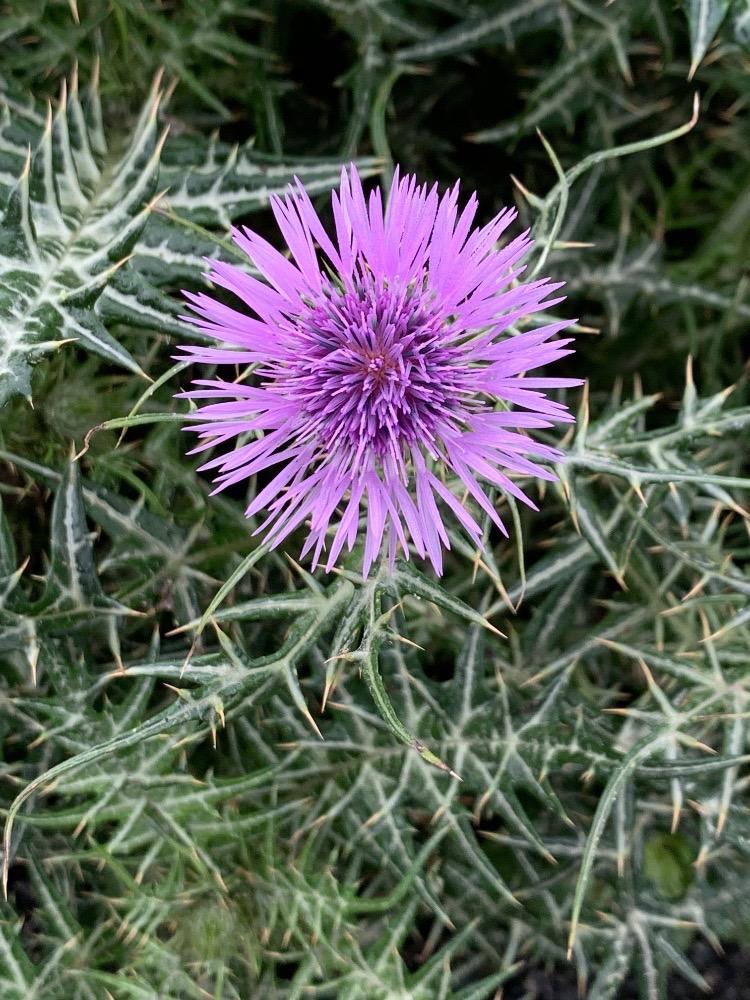 Galactites elegans