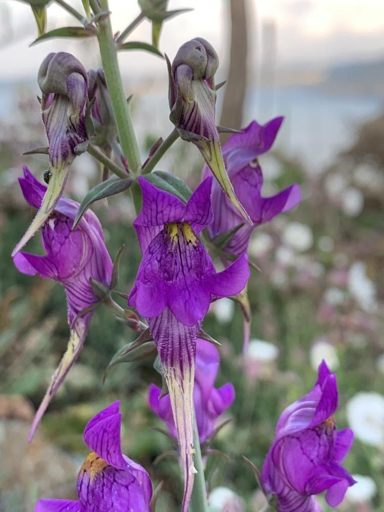 Linaria triornithophora
